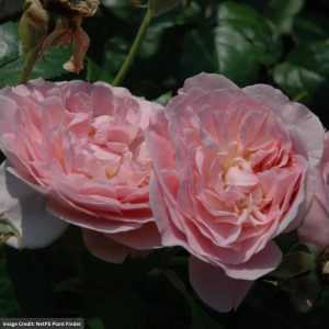 David Austin Rose – Strawberry Hill – #3 Container