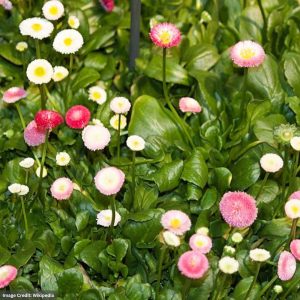 English Daisy (Bellis) - Rominette Mix - 2 Qt Container