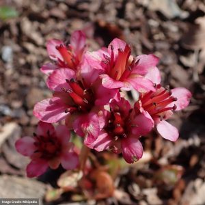 Bergenia - Dumbo - #1 Container