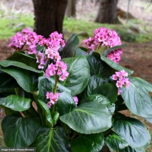 Bergenia - Miss Piggy - #1 Container
