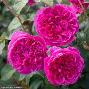 David Austin Rose – James L. Austin – #3 Container