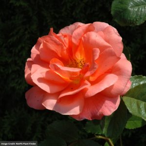 Climbing Rose – Above All – #2 Container