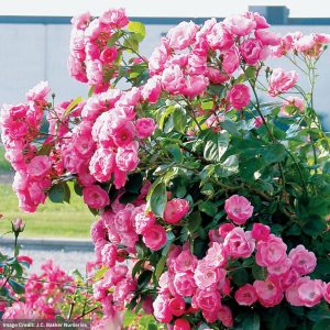 Climbing Rose – Angela – #2 Container