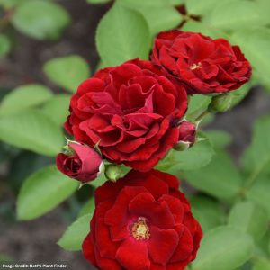 Climbing Rose – Cherry Frost – #2 Container