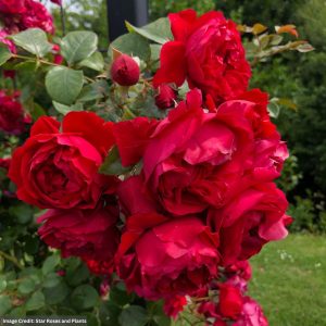 Climbing Rose – Florentina Arbororse™ – #2 Container