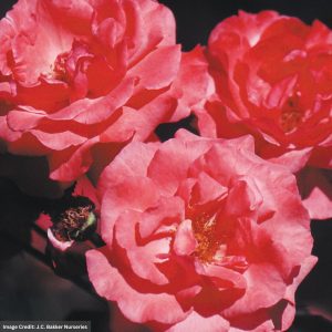 Climbing Rose – Galway Bay – #2 Container