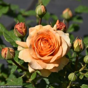 Climbing Rose – Golden Opportunity – #2 Container