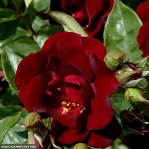 Climbing Rose – Night Owl – #2 Container