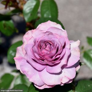 Climbing Rose – Quicksilver Arborose – #2 Container