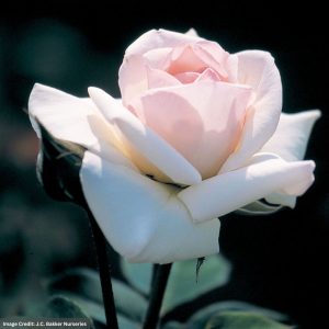 Climbing Rose – Swan Lake – #2 Container