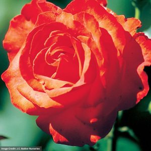 Floribunda Rose – Burning Glow – #2 Container