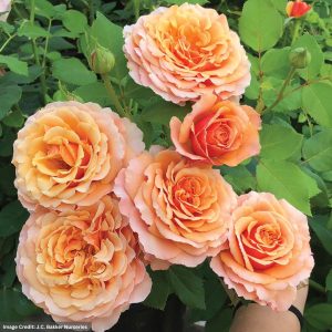 Floribunda Rose – Catherine Hershey™ – #2 Container