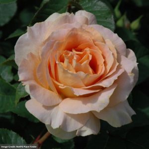 Floribunda Rose – Honey Perfume – #2 Container