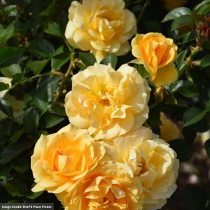 Floribunda Rose – Julia Child – #2 Container