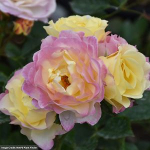 Floribunda Rose – Life of the Party – #2 Container