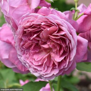 Floribunda Rose – Queen of Elegance – #2 Container
