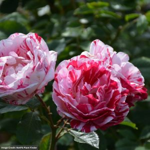 Floribunda Rose – Scentimental – #2 Container