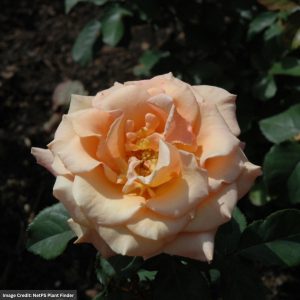 Floribunda Rose – Singin’ In the Rain – #2 Container