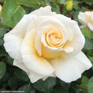 Floribunda Rose – Soft and Sweet – #2 Container
