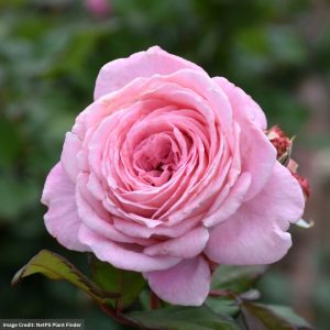 Floribunda Rose – Parfuma Summer Romance – #2 Container