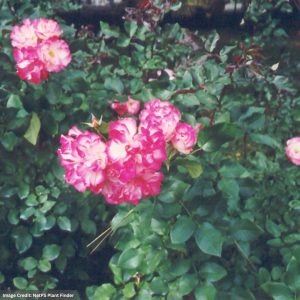 Floribunda Rose – Tabris – #2 Container