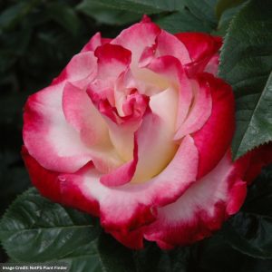Floribunda Rose – Dick Clark – #2 Container