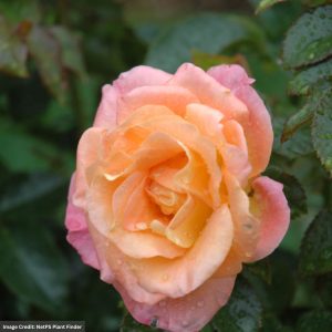 Floribunda Rose – Day Breaker – #2 Container