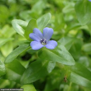Bacopa Caroliniana - 8" Pot