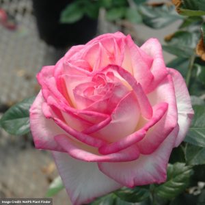 Hybrid Tea Rose - Princess De Monaco - #2 Container