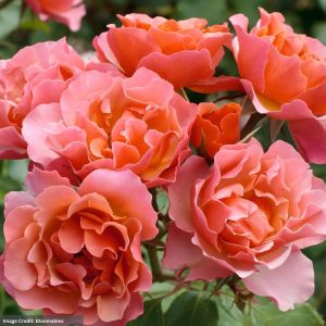 Shrub Rose – Tequila Supreme – #3 Container