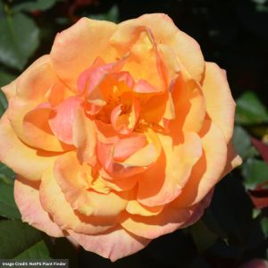 Grandiflora Rose – About Face – #2 Container