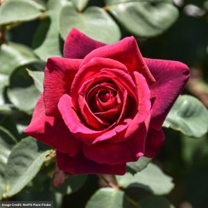 Grandiflora Rose – Dark Desire™ Parfuma® – #2 Container
