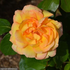 Grandiflora Rose – Glowing Peace – #2 Container