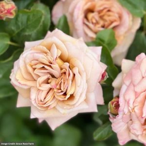 Grandiflora Rose – Honey Dijon – #2 Container