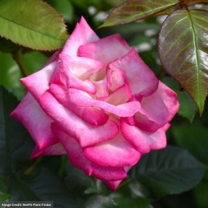 Grandiflora Rose – Melody Parfumee – #2 Container