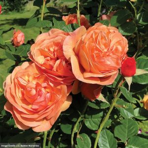 Grandiflora Rose – Peach Glory – #2 Container