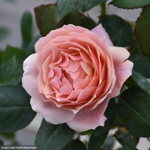 Grandiflora Rose – State of Grace – #2 Container