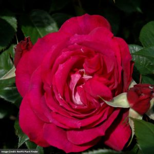 Grandiflora Rose – Wild Blue Yonder – #2 Container