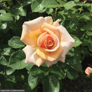 Hybrid Tea Rose – Devotion – #2 Container