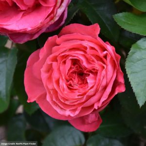 Hybrid Tea Rose – Eleganza Fiji – #2 Container