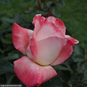 Hybrid Tea Rose – Gemini – #2 Container
