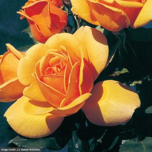 Hybrid Tea Rose – Golden Scepter – #2 Container