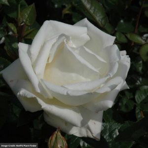 Hybrid Tea Rose – Home And Family – #2 Container