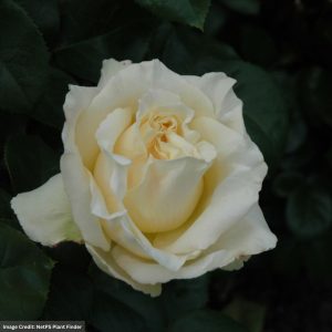 Hybrid Tea Rose – Eleganza La Perla – #2 Container