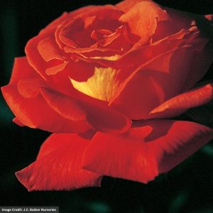 Hybrid Tea Rose – Las Vegas – #2 Container