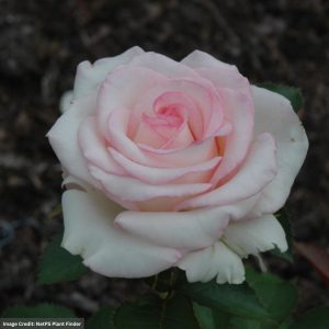Hybrid Tea Rose – Moonstone – #2 Container