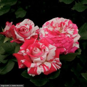 Hybrid Tea Rose – Neil Diamond – #2 Container