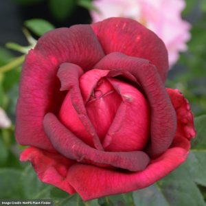 Hybrid Tea Rose – Oklahoma – #2 Container