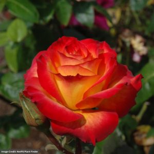 Hybrid Tea Rose – Perfect Moment – #2 Container