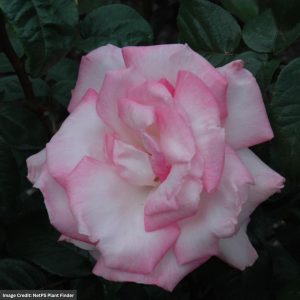 Hybrid Tea Rose – Pink Promise – #2 Container